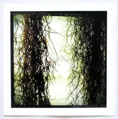 Sample page 10 for book "Artemova, Gera – Gera Artemova - botanic garden" Sample page 10 for book "Artemova, Gera – Gera Artemova - botanic garden"