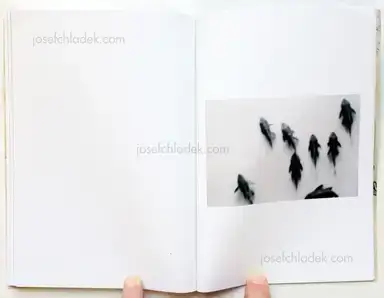 Sample page 2 for book "Pierri, Aminta – Aminta Pierri - L’unghia del Leone" Sample page 2 for book "Pierri, Aminta – Aminta Pierri - L’unghia del Leone"