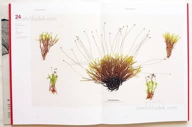 Sample page 5 for book  Simon Weber-Unger – Naturselbstdrucke