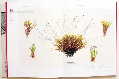 Sample page 13 for book "Weber-Unger, Simon – Simon Weber-Unger - Naturselbstdrucke" Sample page 13 for book "Weber-Unger, Simon – Simon Weber-Unger - Naturselbstdrucke"