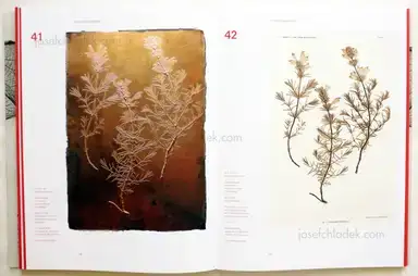 Sample page 11 for book "Weber-Unger, Simon – Simon Weber-Unger - Naturselbstdrucke" Sample page 11 for book "Weber-Unger, Simon – Simon Weber-Unger - Naturselbstdrucke"