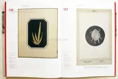 Sample page 4 for book "Weber-Unger, Simon – Simon Weber-Unger - Naturselbstdrucke" Sample page 4 for book "Weber-Unger, Simon – Simon Weber-Unger - Naturselbstdrucke"