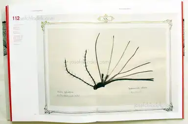 Sample page 3 for book "Weber-Unger, Simon – Simon Weber-Unger - Naturselbstdrucke" Sample page 3 for book "Weber-Unger, Simon – Simon Weber-Unger - Naturselbstdrucke"