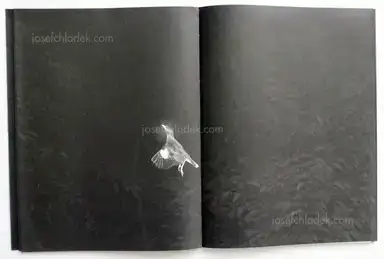 Sample page 10 for book "Renhui, Robert Zhao – Robert Zhao Renhui - Mynas" Sample page 10 for book "Renhui, Robert Zhao – Robert Zhao Renhui - Mynas"