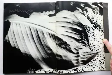 Sample page 23 for book "Moriyama, Daido – Daido Moriyama - Light and Shadow (Hikari To Kage , 森山大道 光と影)" Sample page 23 for book "Moriyama, Daido – Daido Moriyama - Light and Shadow (Hikari To Kage , 森山大道 光と影)"