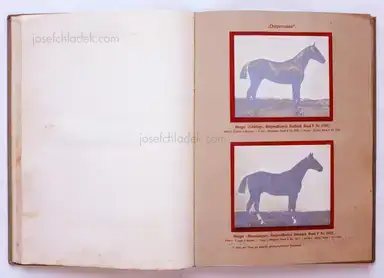 Sample page 18 for book "Deutsche Landwirtschafts-Gesellschaft (Hg.) – Deutsche Landwirtschafts-Gesellschaft (Ed.) - Deutsche Tierrassen" Sample page 18 for book "Deutsche Landwirtschafts-Gesellschaft (Hg.) – Deutsche Landwirtschafts-Gesellschaft (Ed.) - Deutsche Tierrassen"