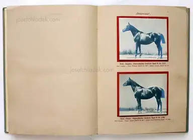 Sample page 17 for book "Deutsche Landwirtschafts-Gesellschaft (Hg.) – Deutsche Landwirtschafts-Gesellschaft (Ed.) - Deutsche Tierrassen" Sample page 17 for book "Deutsche Landwirtschafts-Gesellschaft (Hg.) – Deutsche Landwirtschafts-Gesellschaft (Ed.) - Deutsche Tierrassen"