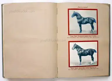 Sample page 16 for book "Deutsche Landwirtschafts-Gesellschaft (Hg.) – Deutsche Landwirtschafts-Gesellschaft (Ed.) - Deutsche Tierrassen" Sample page 16 for book "Deutsche Landwirtschafts-Gesellschaft (Hg.) – Deutsche Landwirtschafts-Gesellschaft (Ed.) - Deutsche Tierrassen"