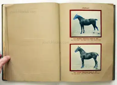 Sample page 14 for book "Deutsche Landwirtschafts-Gesellschaft (Hg.) – Deutsche Landwirtschafts-Gesellschaft (Ed.) - Deutsche Tierrassen" Sample page 14 for book "Deutsche Landwirtschafts-Gesellschaft (Hg.) – Deutsche Landwirtschafts-Gesellschaft (Ed.) - Deutsche Tierrassen"