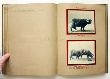 Sample page 8 for book "Deutsche Landwirtschafts-Gesellschaft (Hg.) – Deutsche Landwirtschafts-Gesellschaft (Ed.) - Deutsche Tierrassen" Sample page 8 for book "Deutsche Landwirtschafts-Gesellschaft (Hg.) – Deutsche Landwirtschafts-Gesellschaft (Ed.) - Deutsche Tierrassen"