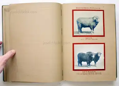Sample page 7 for book "Deutsche Landwirtschafts-Gesellschaft (Hg.) – Deutsche Landwirtschafts-Gesellschaft (Ed.) - Deutsche Tierrassen" Sample page 7 for book "Deutsche Landwirtschafts-Gesellschaft (Hg.) – Deutsche Landwirtschafts-Gesellschaft (Ed.) - Deutsche Tierrassen"