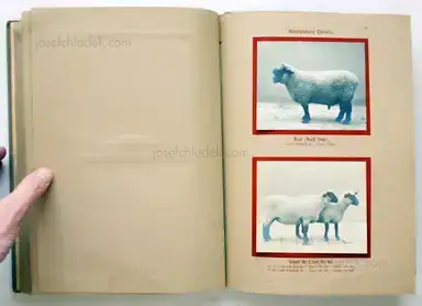 Sample page 6 for book "Deutsche Landwirtschafts-Gesellschaft (Hg.) – Deutsche Landwirtschafts-Gesellschaft (Ed.) - Deutsche Tierrassen" Sample page 6 for book "Deutsche Landwirtschafts-Gesellschaft (Hg.) – Deutsche Landwirtschafts-Gesellschaft (Ed.) - Deutsche Tierrassen"