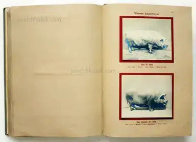 Sample page 4 for book "Deutsche Landwirtschafts-Gesellschaft (Hg.) – Deutsche Landwirtschafts-Gesellschaft (Ed.) - Deutsche Tierrassen" Sample page 4 for book "Deutsche Landwirtschafts-Gesellschaft (Hg.) – Deutsche Landwirtschafts-Gesellschaft (Ed.) - Deutsche Tierrassen"