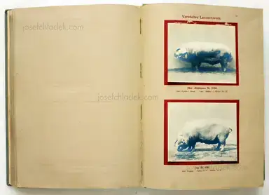 Sample page 3 for book "Deutsche Landwirtschafts-Gesellschaft (Hg.) – Deutsche Landwirtschafts-Gesellschaft (Ed.) - Deutsche Tierrassen" Sample page 3 for book "Deutsche Landwirtschafts-Gesellschaft (Hg.) – Deutsche Landwirtschafts-Gesellschaft (Ed.) - Deutsche Tierrassen"