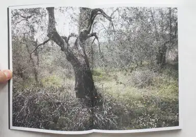 Sample page 14 for book "Marangoni, Martino – Martino Marangoni - Nonni's Paradiso - An Olive Tree Story" Sample page 14 for book "Marangoni, Martino – Martino Marangoni - Nonni's Paradiso - An Olive Tree Story"