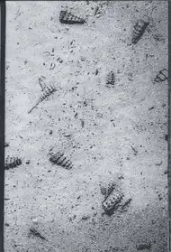 Francois Santerre - Tomorrow Never Knows