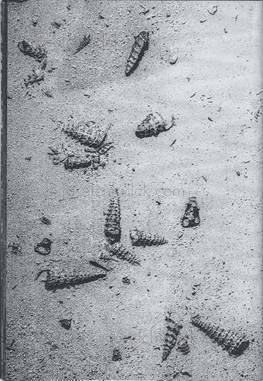  Francois Santerre - Tomorrow Never Knows (Back)