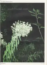 Rebekka Deubner - Les Aqueuses