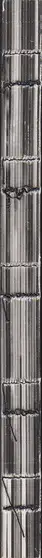 Book spine: Ken Tosa - Animals : Alternate Take
