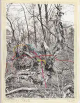 Regina Anzenberger - Shifting Roots