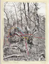 Regina Anzenberger - Shifting Roots