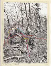 Regina Anzenberger - Shifting Roots