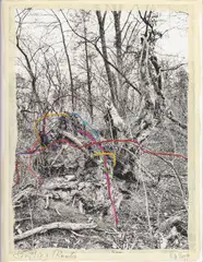 Regina Anzenberger - Shifting Roots