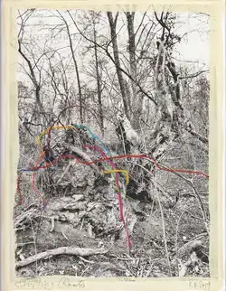 Cover of Regina Anzenberger - Shifting Roots