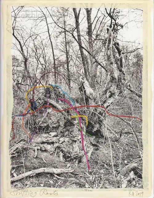 Cover of Regina Anzenberger - Shifting Roots