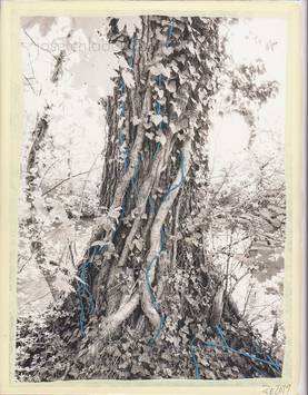  Regina Anzenberger - Shifting Roots (Back)