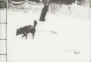 Hajime Kimura - Snowflakes Dog Man (ceiba edition) - Book photo 7