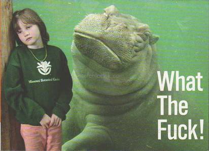 Bookmaker Innocences What The Fuck!