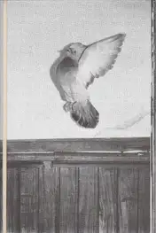 Cover of Victor Staaf - This city is yours!