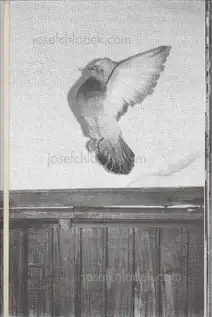 Cover of Victor Staaf - This city is yours!