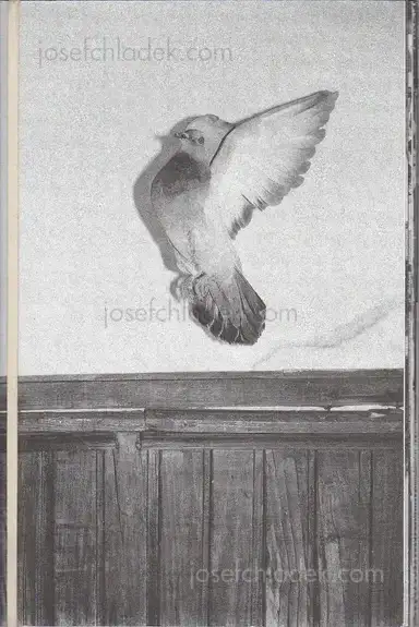 Victor Staaf - This city is yours! Victor Staaf - This city is yours!