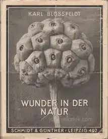 Karl Blossfeldt - Wunder in der Natur