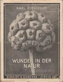 Karl Blossfeldt - Wunder in der Natur