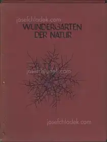 Karl Blossfeldt - Wundergarten der Natur. Neue Bilddokumente schöner Pflanzenformen