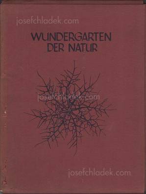  Karl Blossfeldt Wundergarten der Natur. Neue Bilddokumen...