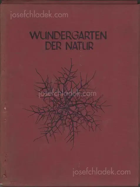 Cover of Karl Blossfeldt - Wundergarten der Natur. Neue Bilddokumente schöner Pflanzenformen (Folio)