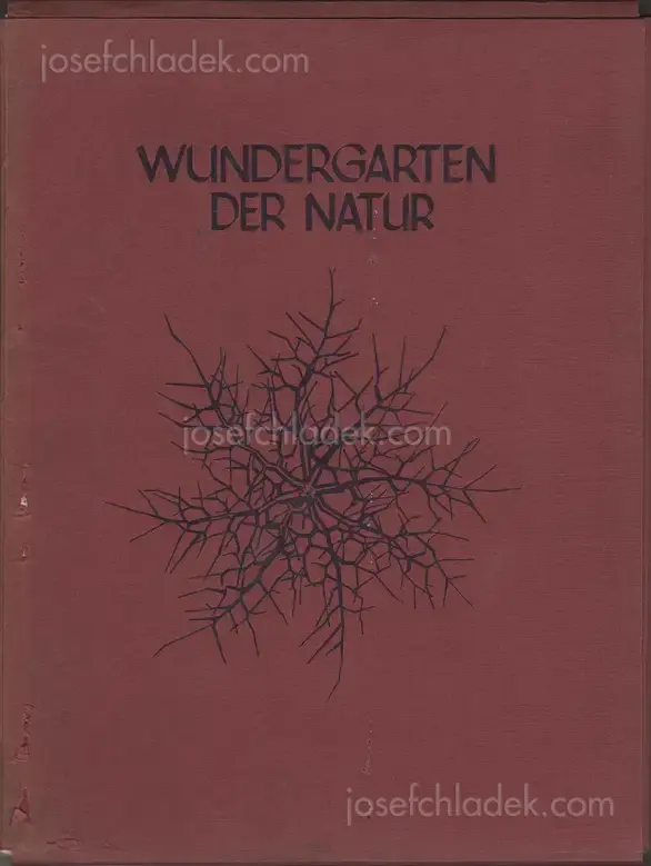 Cover of Karl Blossfeldt - Wundergarten der Natur. Neue Bilddokumente schöner Pflanzenformen (Folio)