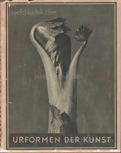 Cover of Karl Blossfeldt - Urformen der Kunst (3rd edition)
