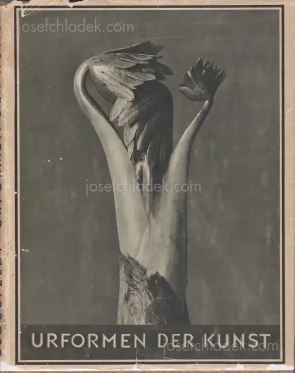 Cover of Karl Blossfeldt - Urformen der Kunst (3rd edition)