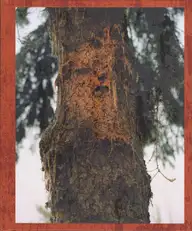 Lucas Olivet - Medicine Tree