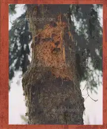 Lucas Olivet - Medicine Tree