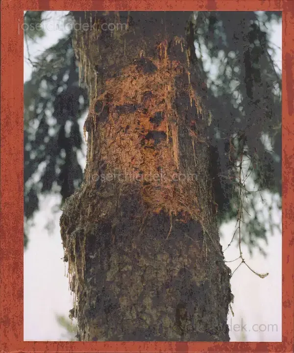 Cover of Lucas Olivet - Medicine Tree