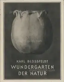 Karl Blossfeldt - Wundergarten der Natur. Neue Bilddokumente schöner Pflanzenformen