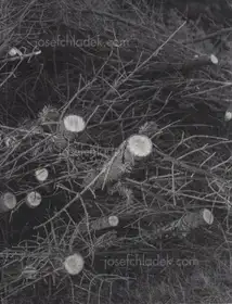 Daniel Reuter - History of the Visit