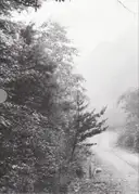 John Cage & William Gedney - Iris Garden