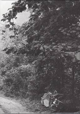  William and Cage Gedney - Iris Garden (Slipcase back)